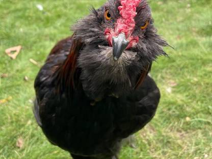 Bild 2:Araucana Hahn