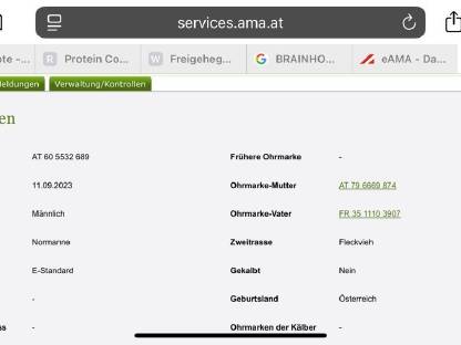 Bild 5:Stier Normanne