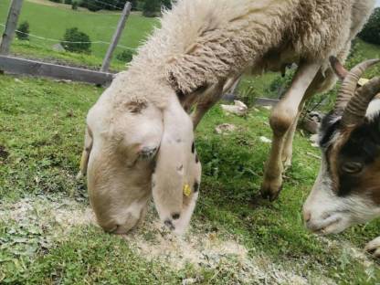 Bild 2:Mutterschaf Bio