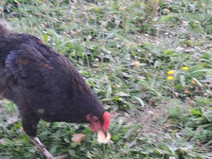 Bild 5:Junge Hähne zu verkaufen, geschlüpft Anfang April