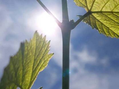 Bild 2:Bio Weingarten Glanz an der Weinstraße zu verpachten