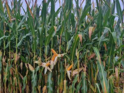 Bild 6:Neue Ernte 2025 - Häckselmais, CCM Musmais, Futterrüben