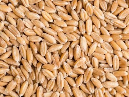 BIO Dinkel