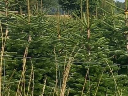 Bild 6:Verkaufe Nordmannstannen, gepflegte Top-Ware