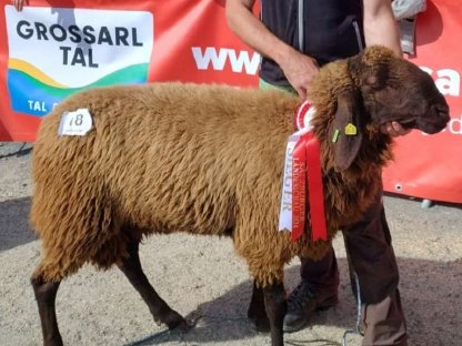 Verkaufe braunen HB Widder