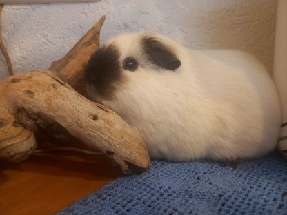 Meerschweinchen