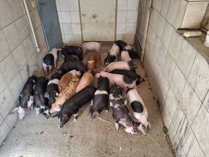 Bild 6:Verkaufen Berkshire x Pietrain und verschiedene Duroc-Kreuzungen