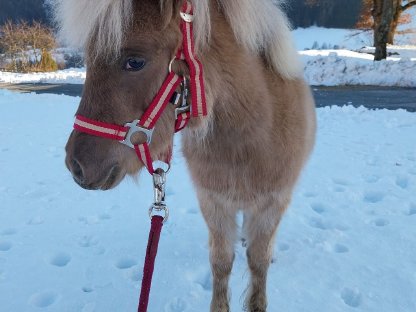 Verkaufe 2 Ponys, am liebsten zusammen