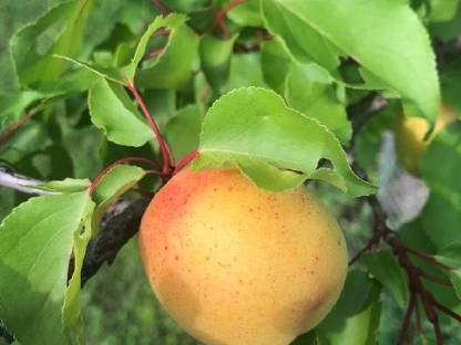 Bild 2:Marillenbrand