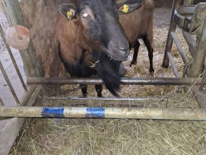 Bild 2:GGZ Ziegenbock