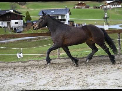 Bild 2:Sportliche Norikerstute - Benita