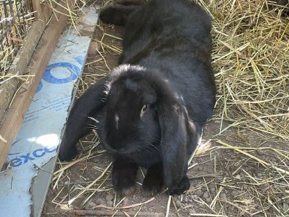 Bild 9:Junge Deutsche Widder