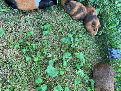 Meerschweinchen