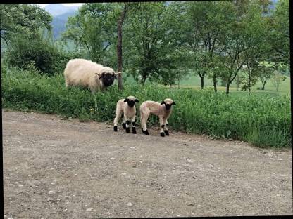 Bild 4:Walliser Schwarznasen Lämmer