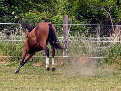 Bild 5:Appaloosa Stute