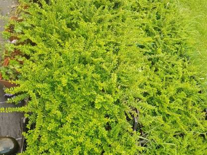 Bild 2:Lonicera, Heckenkirsche