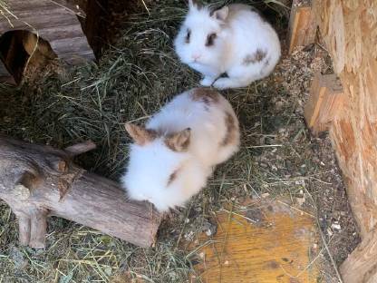 Bild 3:Löwenkopfkaninchen