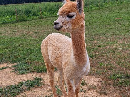 Bild 2:Alpakahengst