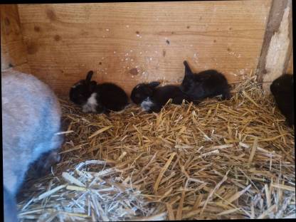 Bild 3:Zwerghasen Widder