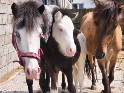 Bild 2:Verkauft Islandpferde