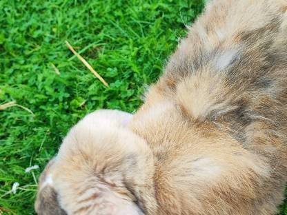 Bild 9:Deutscher Widder Rammler