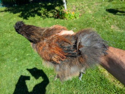 Bild 5:Zwerg-Seidenhuhn-Hahn verschenken