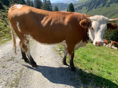 3 Kalbinnen zu verkaufen