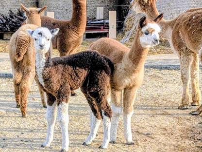 Bild 3:Gedeckte Alpakastuten, junge gedeckte Alpakastuten, Alpakas