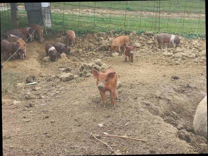 Bild 4:Freilandferkel Schwäbisch-Hall x Duroc