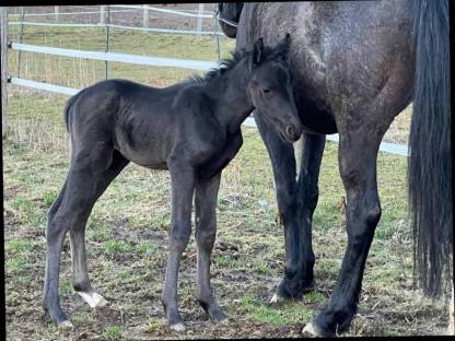 Bild 3:Vielversprechendes Hengstfohlen
