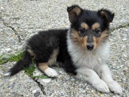 Bild 6:LanghaarcollieRüde–Der perfekt Partner für gesunde Hündinnen