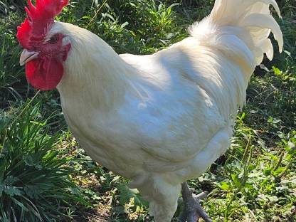 Bild 2:Bresse Gauloise Hahn