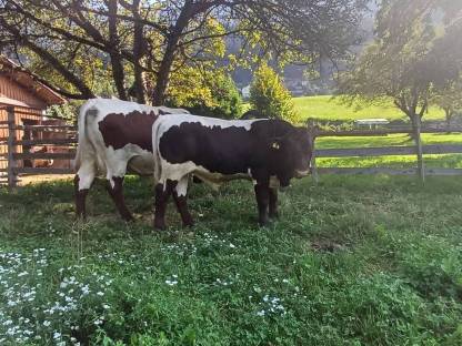 Bild 2:Pinzgauer Zuchtstier