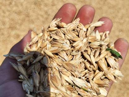 Bild 4:Organic Sunflower