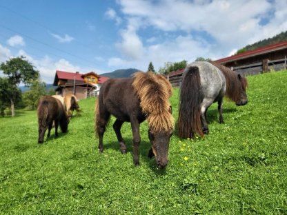 Austrian Partbred Minipony Stute