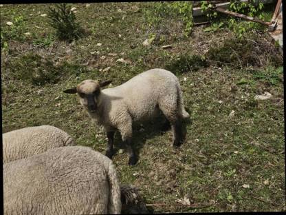 Shropshire Lämmer zu verkaufen