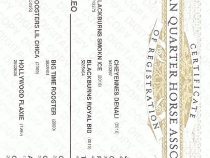 Bild 6:Quarter Horse Hengstjährling