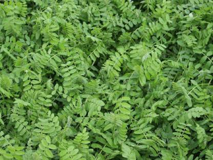 Bild 2:Sommerwicke biologisch