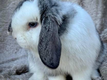 Bild 3:Minilop rammler