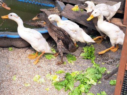 Bild 2:Laufenten zu vergeben