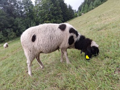 Verkauf trächtige Tscheggenschafe