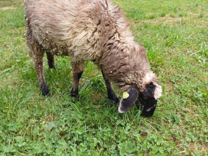 Bild 2:Steinschafwidder