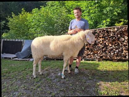 Bild 2:Verkaufe weißen HB Bergschafwidder