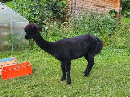 Bild 2:Alpakastute, Jungstute