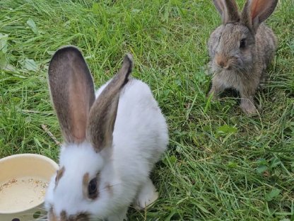 Bild 3:Kaninchen abzugeben