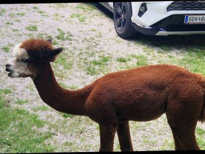 Bild 2:Alpaka-Hengste und -Wallach