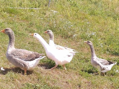 Österreichische Landgans Zuchtpaar, bio