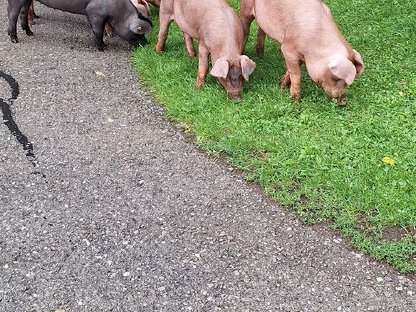 Ferkel