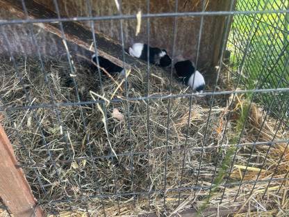 Bild 7:Süße kleine Meerschweinchen