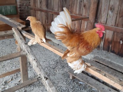 Bild 5:Federvieh abzugeben